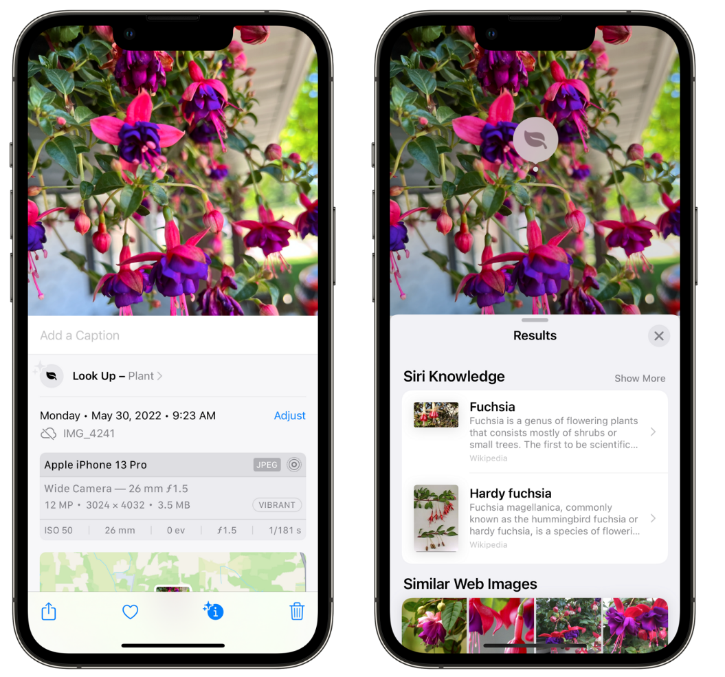 兴海苹果手机维修分享小技巧：使用 iPhone 相机识别花卉植物 